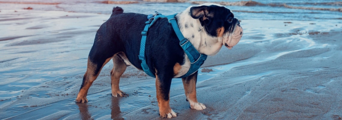 Bulldog Anglais tricolore