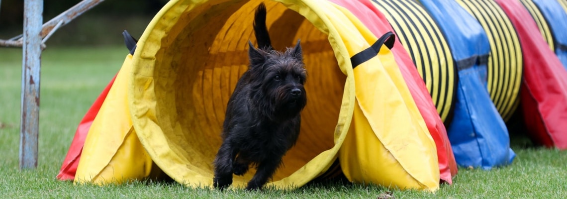 Cairn Terrier