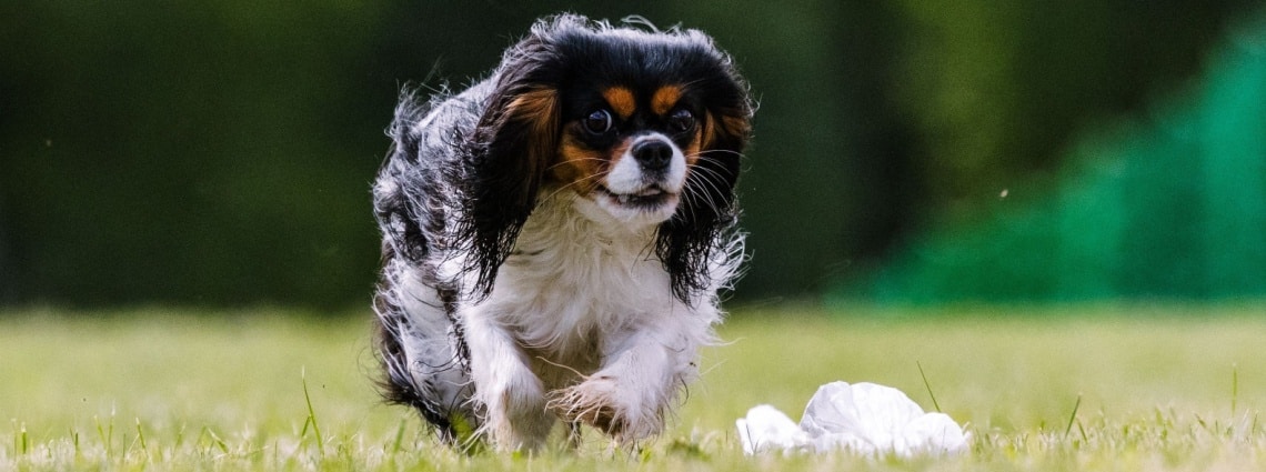 Cavalier King Charles Spaniel tricolore