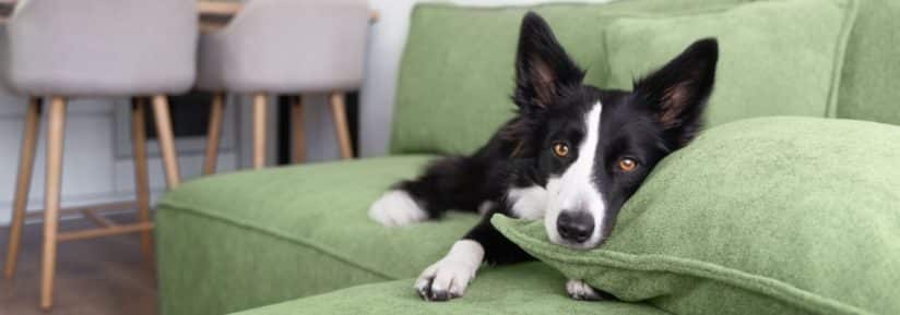 Chien noir et blanc