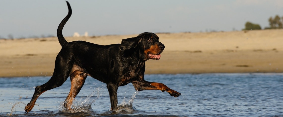 Chien noir et feu pour la chasse au raton laveur