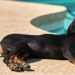 Chien noir et feu pour la chasse au raton laveur