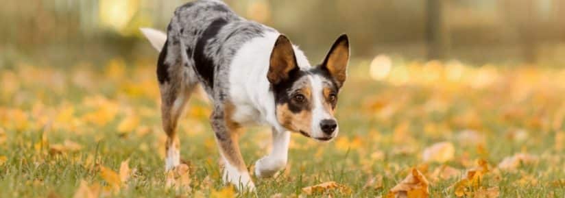 Chien tricolore