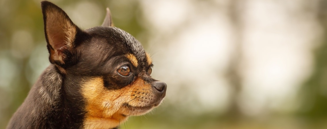 Chihuahua tricolore