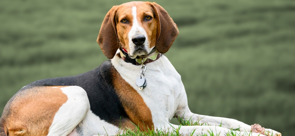 Coonhound tricolore