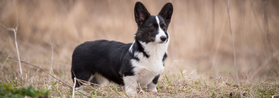 Corgi noir et blanc