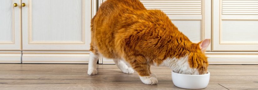 Croquette pour un chat senior stérilisé