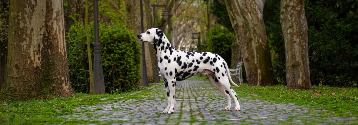 Dalmatien noir et blanc