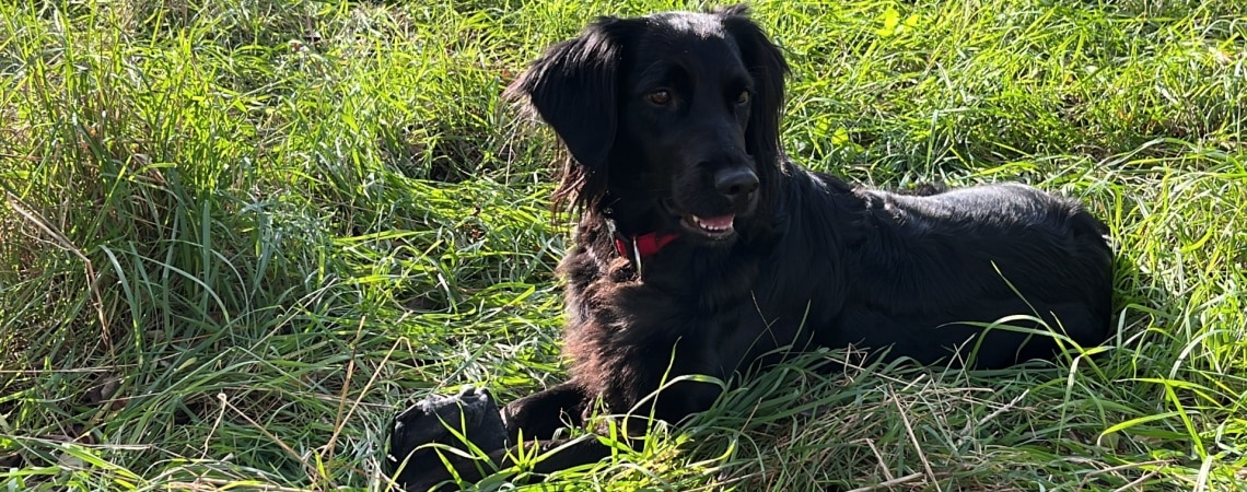 Flat-Coated Retriever