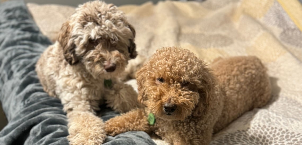 Goldendoodle et Labradoodle