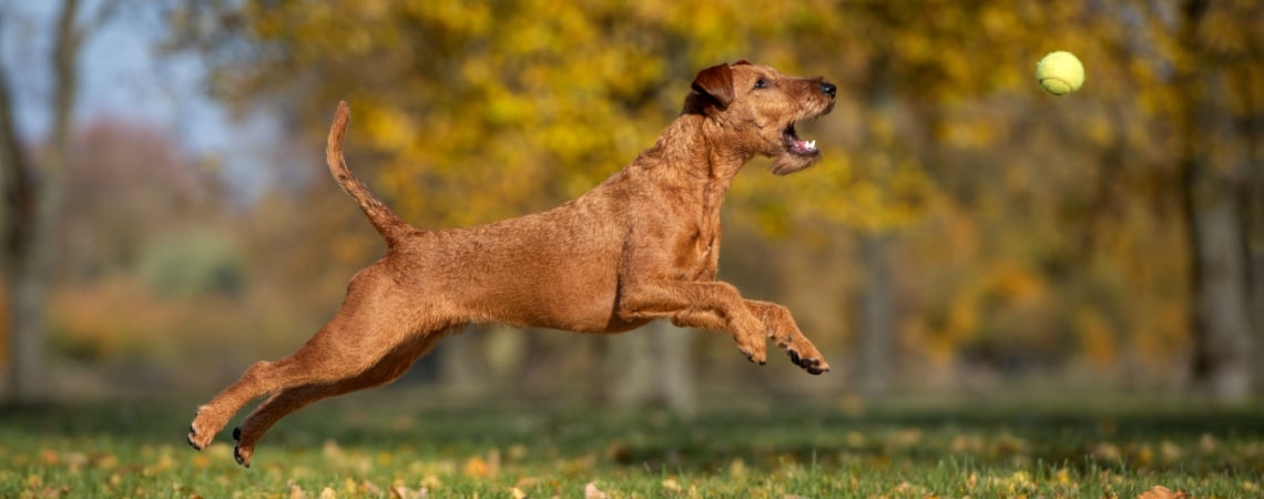 Irish Terrier
