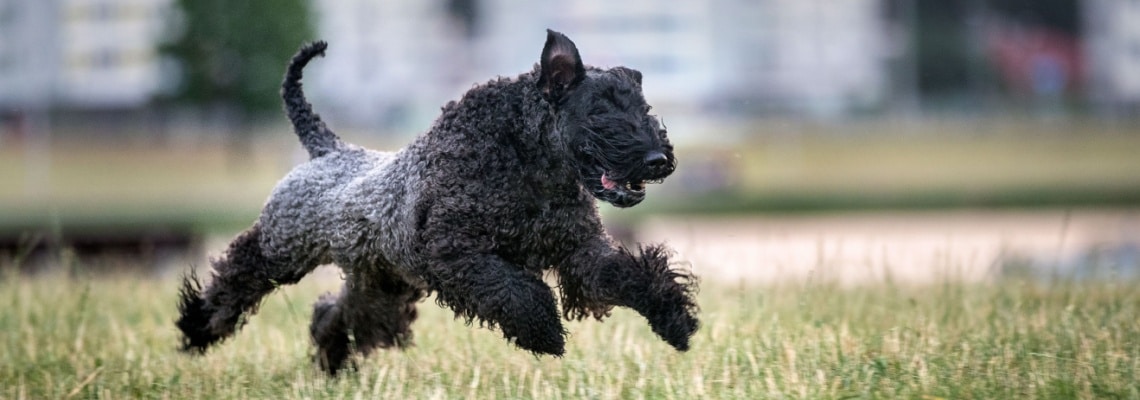 Kerry Blue Terrier