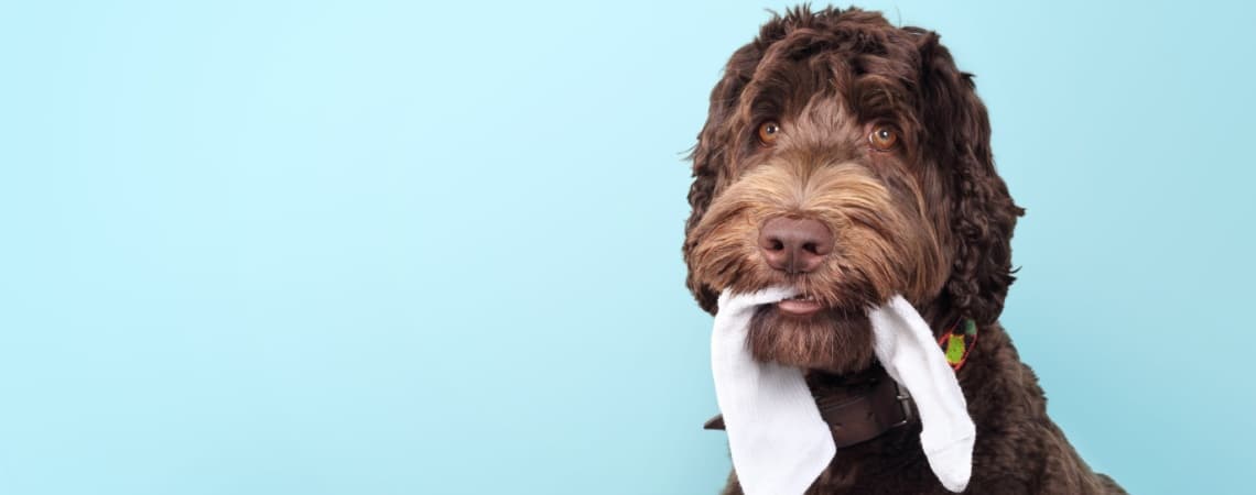 Labradoodle race de chien