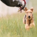 Lakeland Terrier