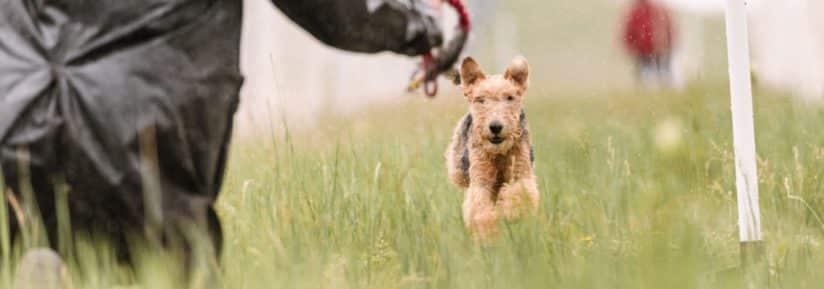 Lakeland Terrier