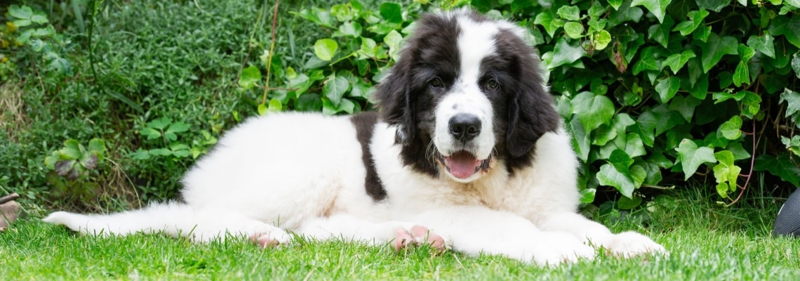 Landseer noir et blanc