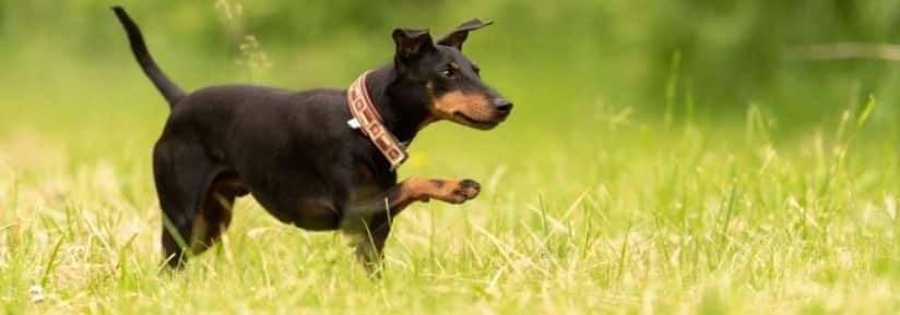 Manchester Terrier