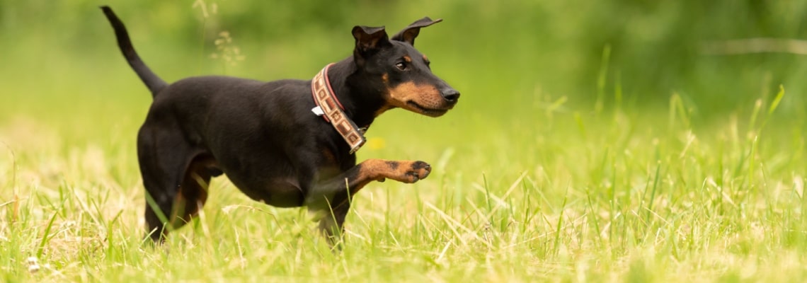 Manchester Terrier