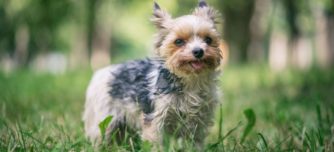 Morkie - race chien