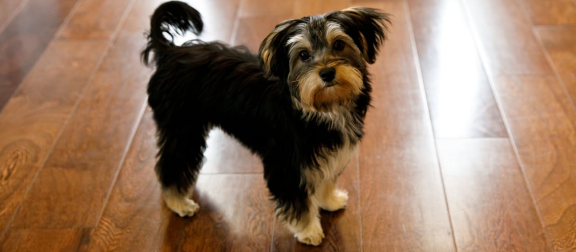 Morkie - race de chien