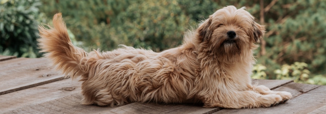 Norfolk Terrier