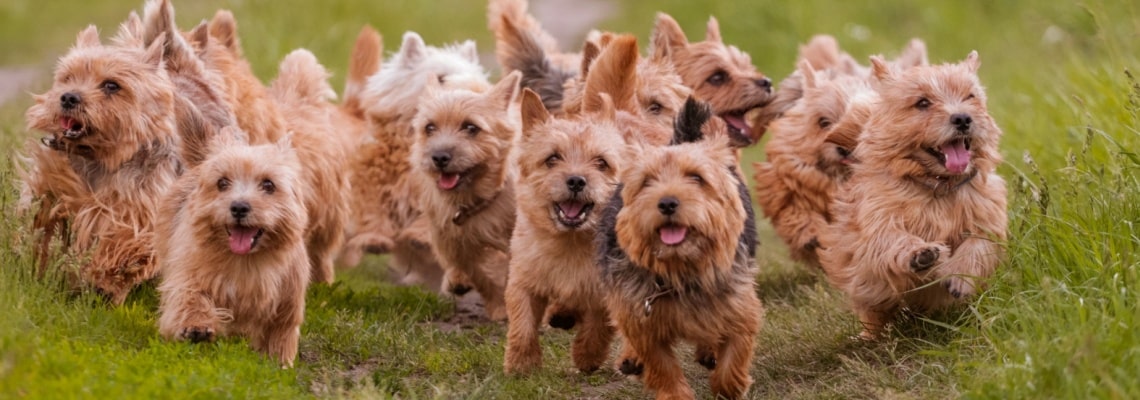 Norwich Terrier