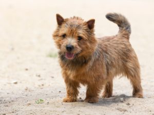 Norwich Terrier