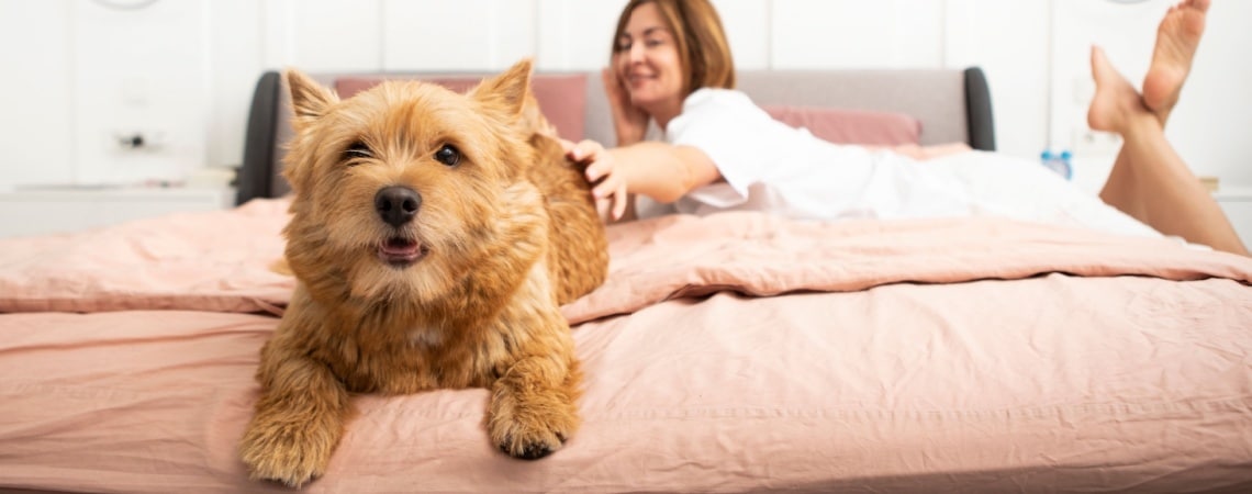 Norwich Terrier - race de chien