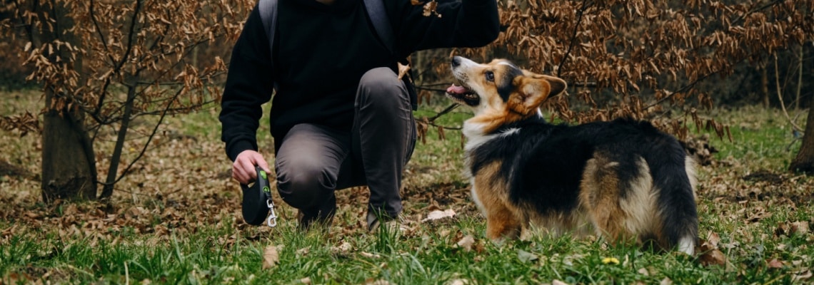 Pembroke Welsh Corgi tricolore