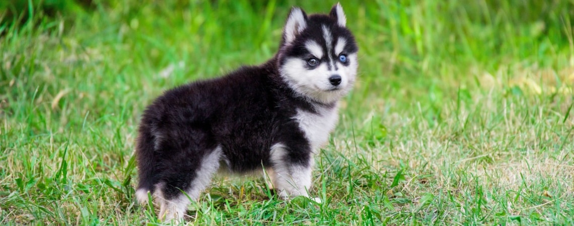 Pomsky noir et blanc