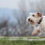 Sealyham Terrier