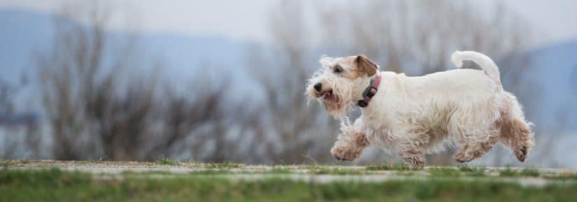 Sealyham Terrier