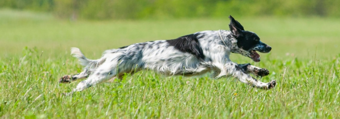 Setter anglais noir et blanc