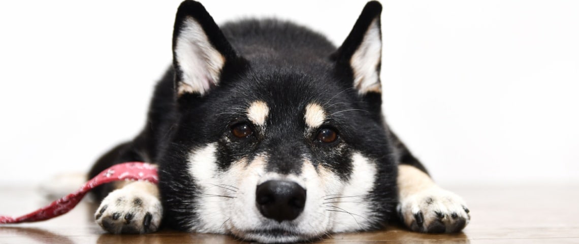 Shiba Inu noir et blanc