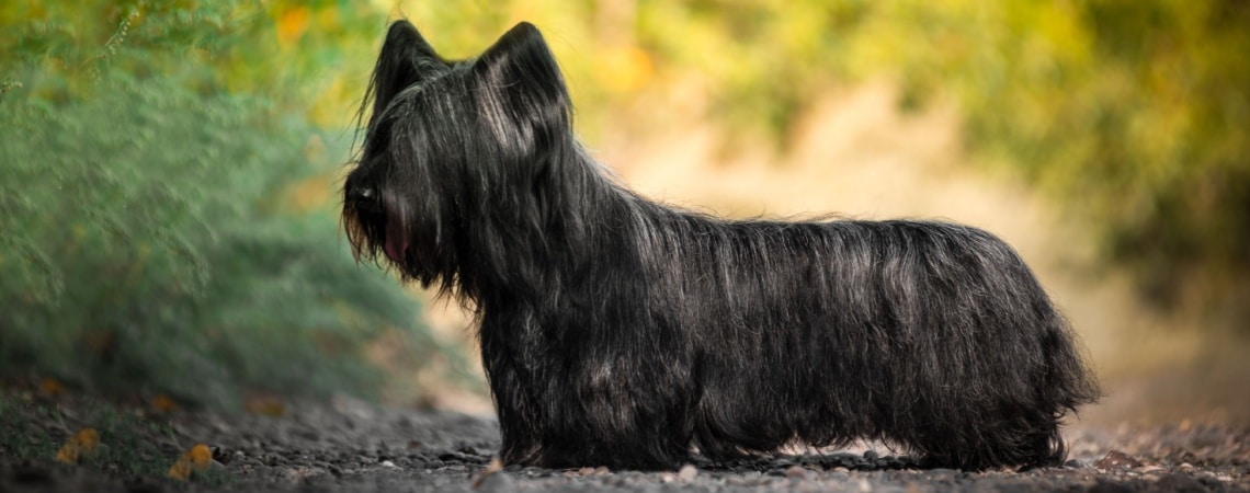 Skye Terrier