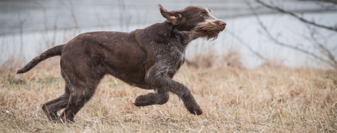 Spinone italiano
