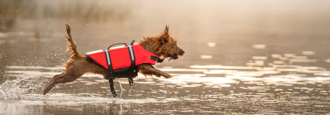 Terrier australien