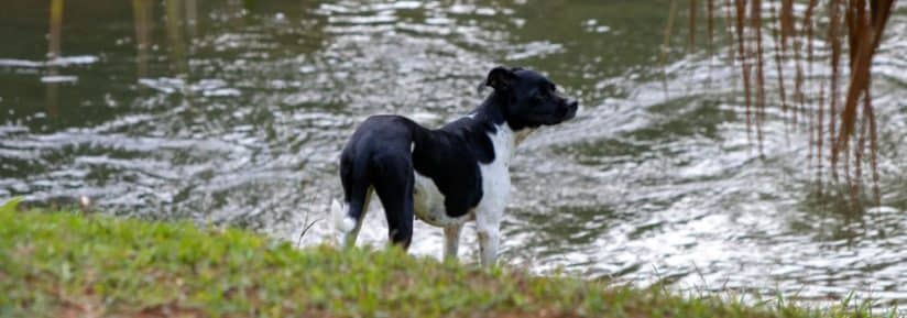 Terrier brésilien