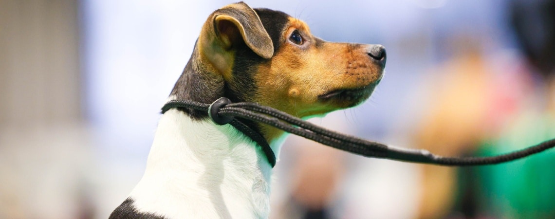 Terrier brésilien - race de chien 