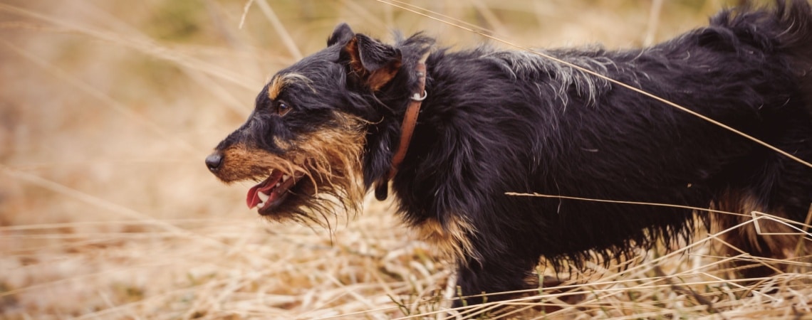 Terrier de chasse allemand