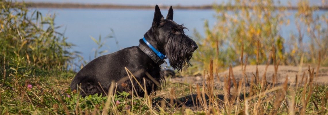 Terrier écossais