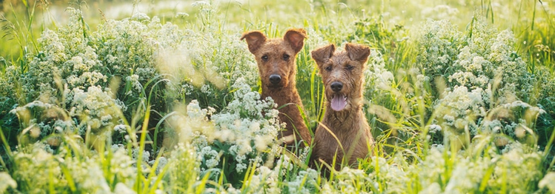 Terrier irlandais