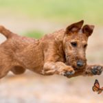 Terrier irlandais