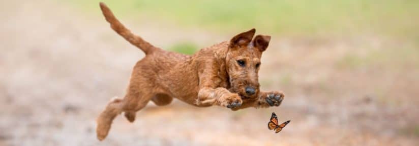 Terrier irlandais