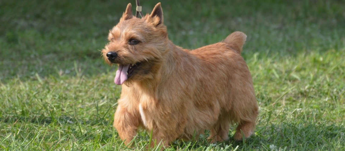 Terrier irlandais Glen of Imaal