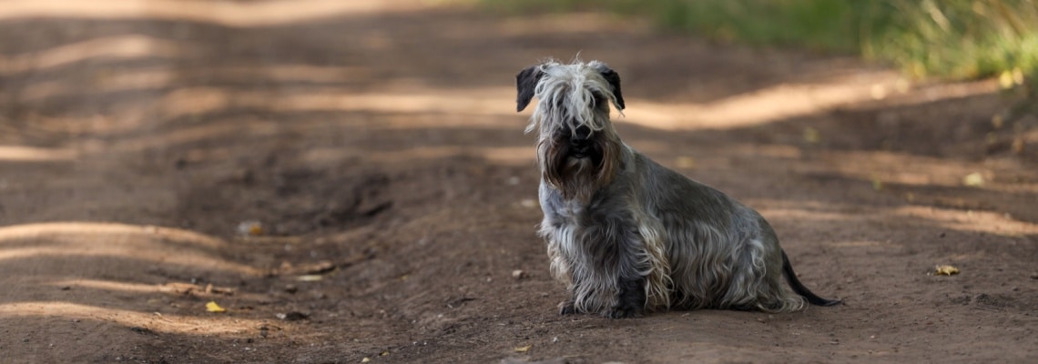 Terrier tchèque