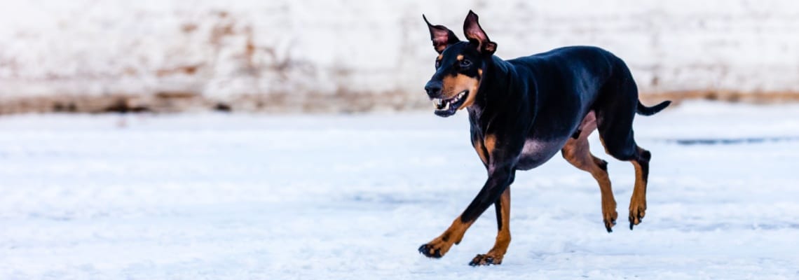 Toy Manchester Terrier