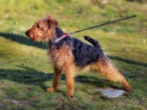 Welsh Terrier