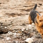 Welsh Terrier