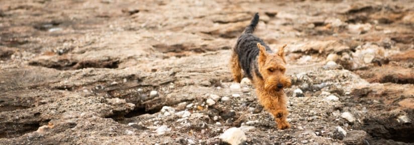 Welsh Terrier